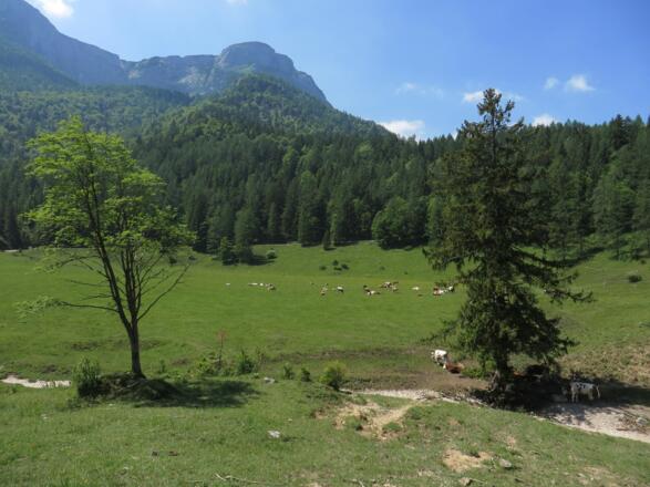 Der Schafberg im Hintergrund