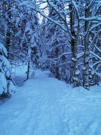 Diesem Forstweg folgt man dann ca. 15 Minuten