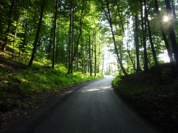 Auffahrt im Buchenwald
