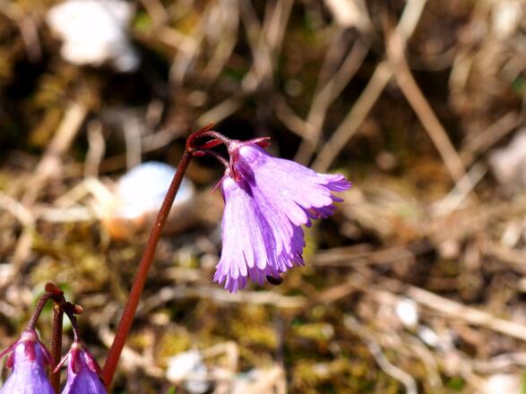 Alpensondanelle bei der Querung um 1505m