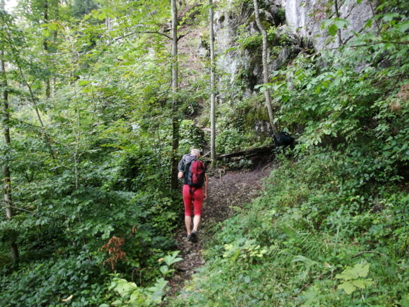 Links der Route &quot;Taxus&quot; steigt man steil durch den Wald zum Einstieg empor.