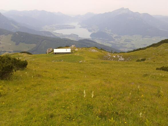 Das Ahornfeld mit Wolfgangsee