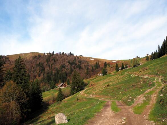 1225m, Forststraße rechts verlassen.