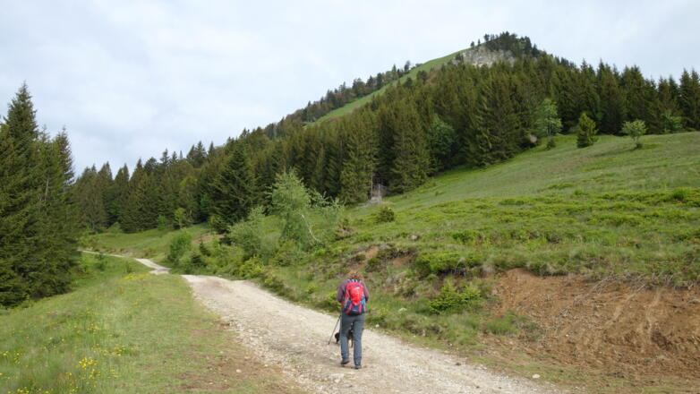 Almgebiet nach Waldende mit Schafberg rechts