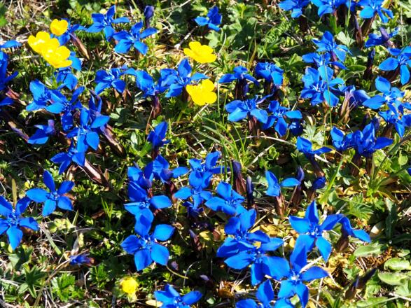 Blumenpolster auf 1750m