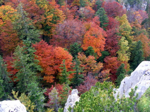 herbstlicher Mischwald unterhalb des Gipfels
