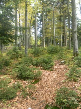Pfad von der Fageralm zum Mühlstein