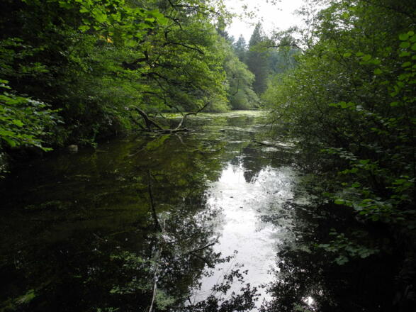 Aulandschaft kurz vor Strobl