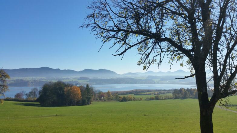 Ausblick auf den Wallersee