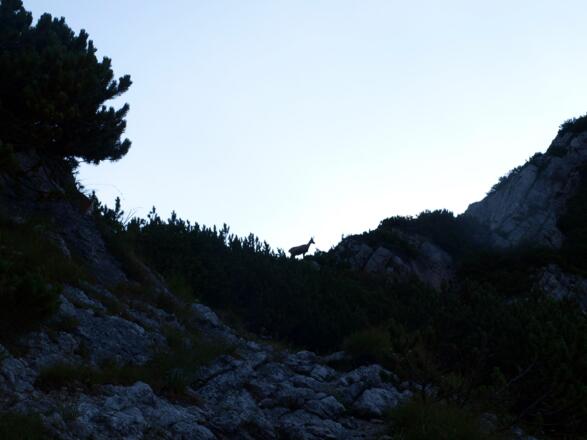 Gams am Westgrat auf ca. 1730m