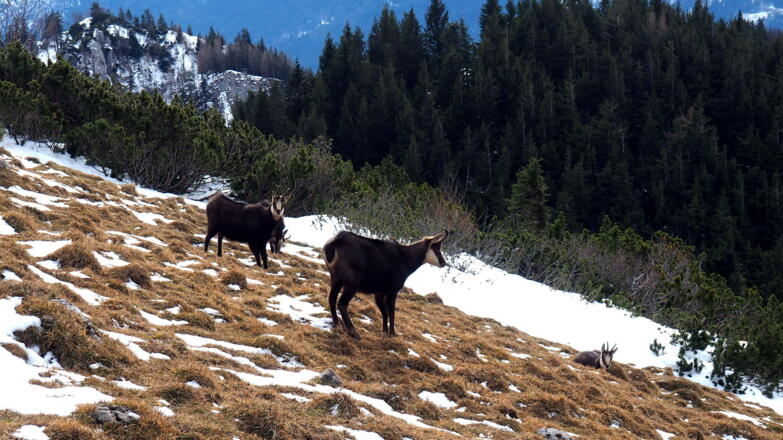 Gämsen am abgewehten Südhang um 1500m