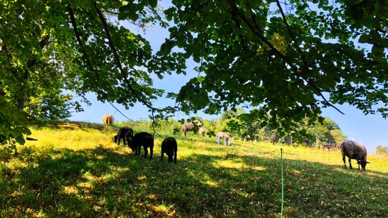 Idylle am Radweg oberhalb des Attersee