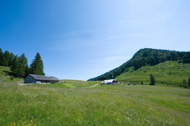 Bergalmen im Hintergrund Regenspitz