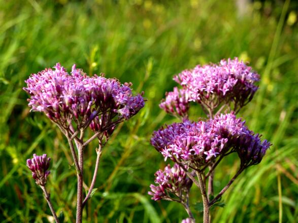 Alpendost beim Abstieg um 1200m