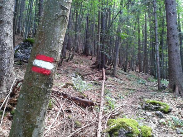 Der Anstieg verläuft meist im Wald