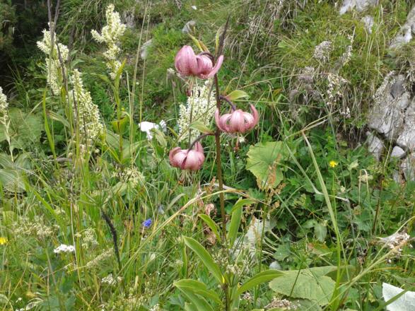 Nur einige Meter vom Gipfel entfernt am 24. Juli 2013 fotografiert: Der streng geschützte Türkenbund.