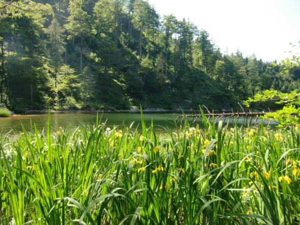 Im Sommer ziert den Eibensee eine bunte Blumenpracht am