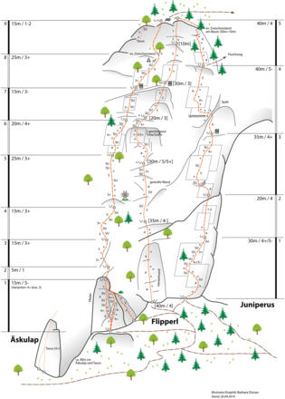 Topo &quot;Flipperl&quot;