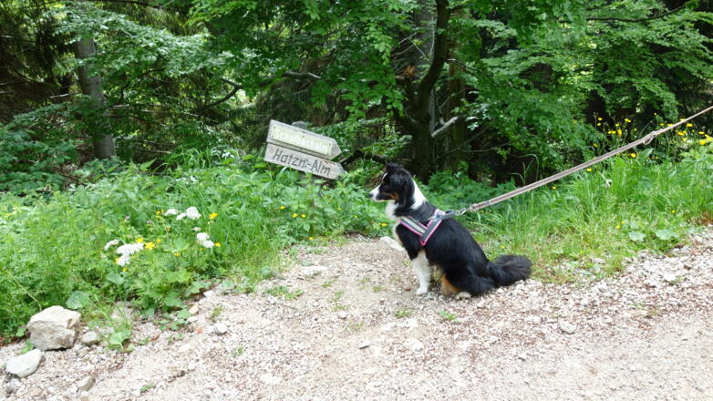 1085m, Forststraße scharf rechts verlassen