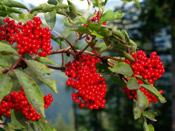 Vogelbeeren (Eberesche) um 1100m