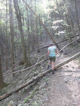 Waldweg oberhalb von Winkl