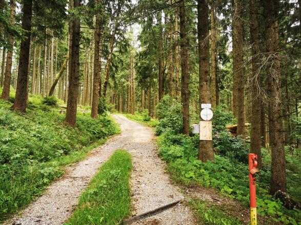 Ab hier geht&#039;s auf der Forststraße in den Wald