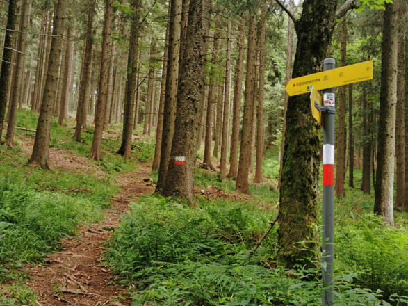 Abzweigung in den Waldweg