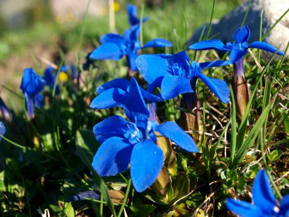 Frühlingsenziane am Illingerberg 1479m