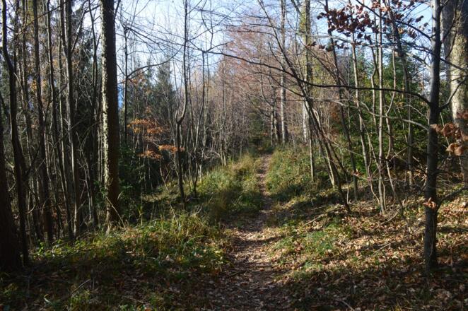 Auf dem Waldweg Richtung Dax Lueg