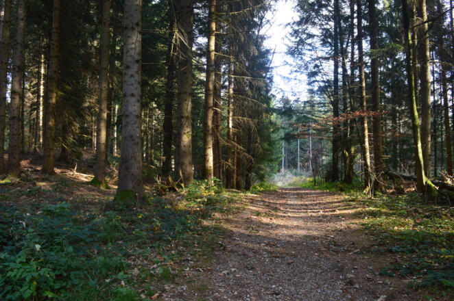 Im Wald, da ist&#039;s schön