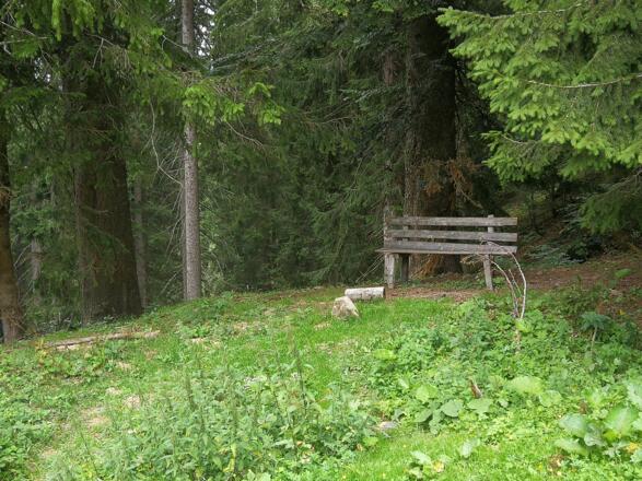 Rastplatz im Wald