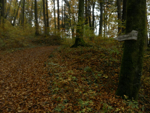 Waldpfad zur Werfenau