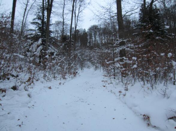 auf schmaler Forststraße durch den Wald