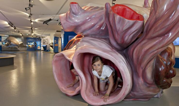 Gigantisch: Das Herz eines Blauwals lässt sich sogar von innen erforschen