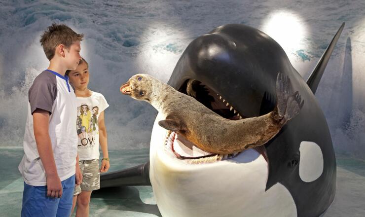 Schwertwale sind kluge und geschickte Jäger.