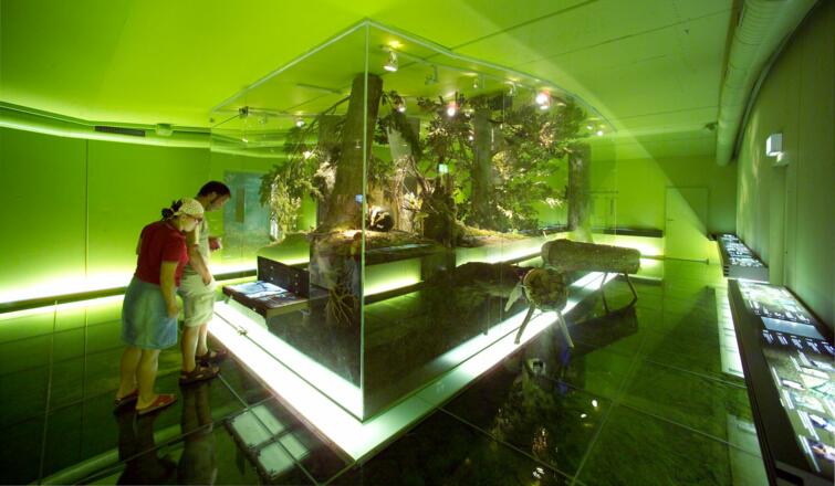 Ausstellung &quot;Wunderwelt Waldwildnis&quot;