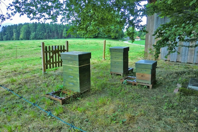 Station 12: Bienenlehrstand