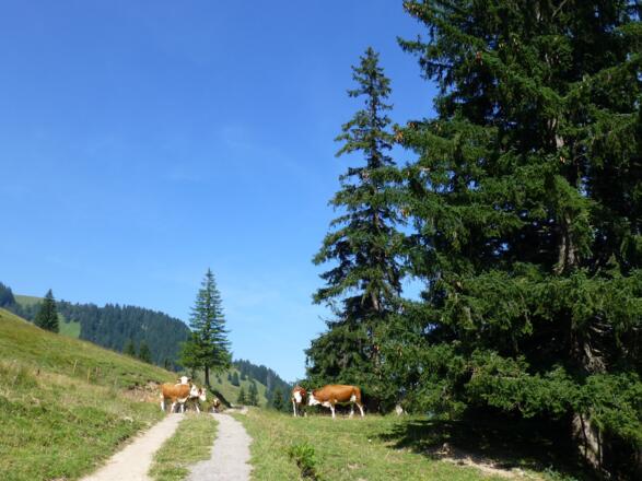Bei der Groß-Alm