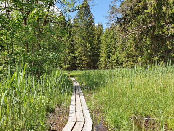Wege durch die Samerberger Filze
