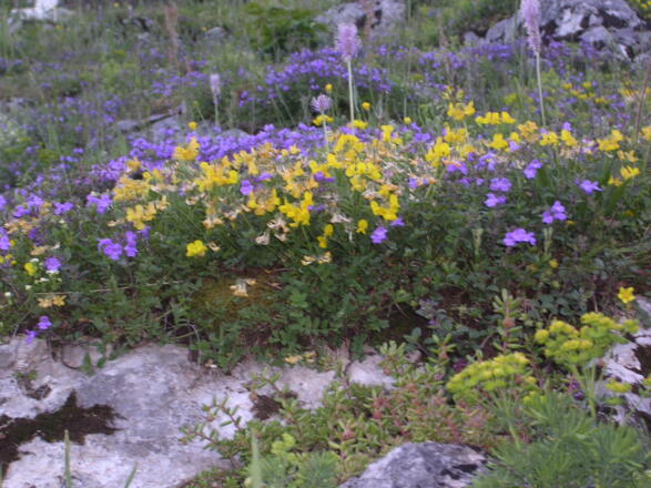 Blumenpracht vor dem Spitzsteinhaus