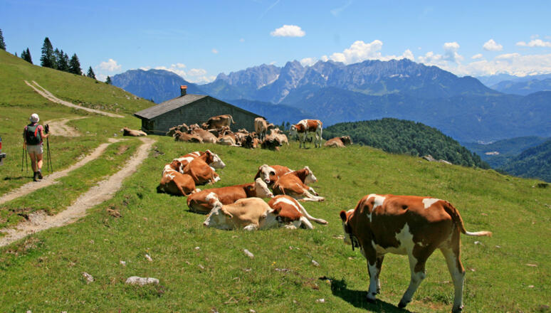 Himmelmoos Alm Brünnstein mit Kaisergebirge