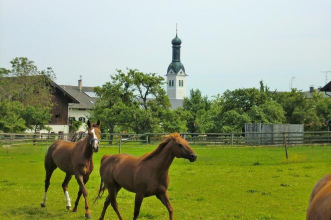 Pferdekoppel mit Rimstinger Kirche