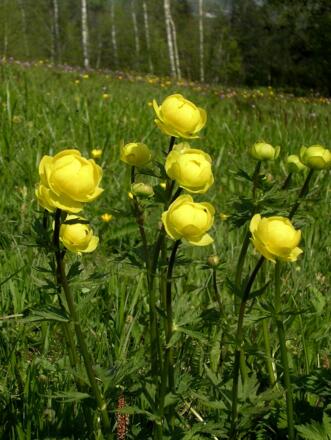 Trollblume auf der Quellmoor und Streuhwiese in Gritschen