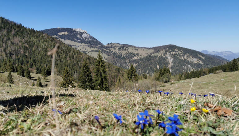 Audorfer Alm Kiefersfelden