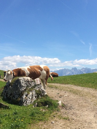 Der wilde Kaiser am Horizont