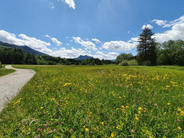 Blumenwiese_SamerbergerFilze