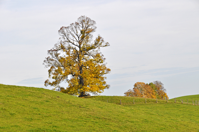 Auf dem Weg zur Danldberg-Alm die bekannte Linde