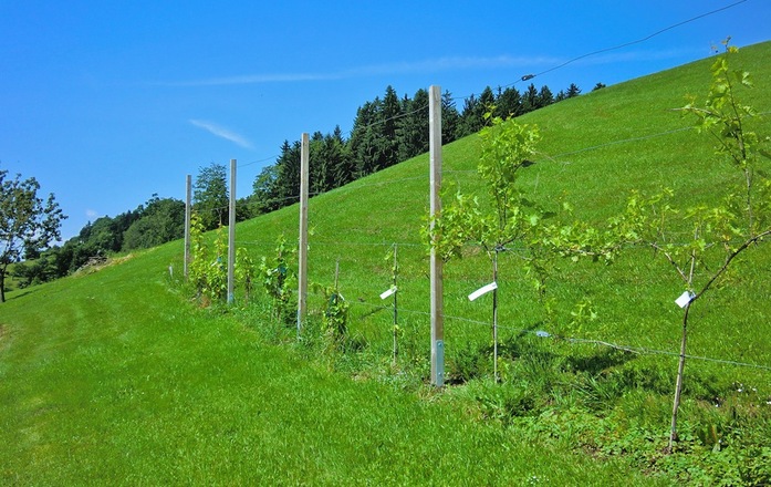 Station 11: Weinbau mit Infotafel
