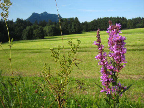 Beeindruckende Flora in der Samerberger Filze