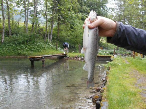 Forelle Lammertal Fischteich